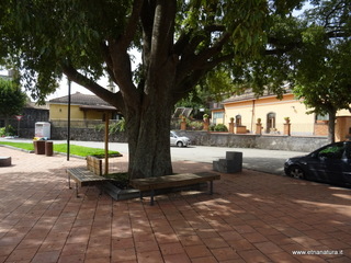 Minicucco di Fornazzo